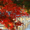 紅葉でかくれんぼ