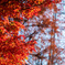 紅葉狩り