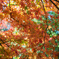 紅葉狩り