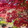 紅葉狩り