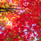 紅葉狩り