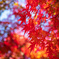 紅葉狩り