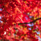紅葉狩り