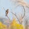 お久しぶりの野鳥発見