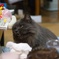机の角に頭をぶつける猫