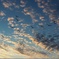 夕日に消える白鳥達