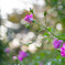薔薇の思い