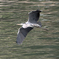DSC97340A