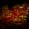 紅葉の秋