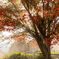 高雄の紅葉に差し込む光