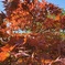 紅葉♪