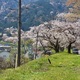 Kamagatani is cherry blossom sites