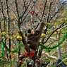 カウントダウンクリスマス：コアラ
