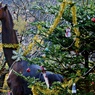 カウントダウンクリスマス：キリン