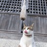 神社のネコさん（1）