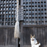 神社のネコさん（2）