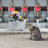 お寺のネコさん