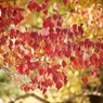 紅葉ハント２