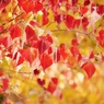 紅葉ハント３