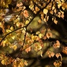 紅葉ハント４