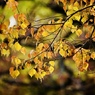 紅葉ハント５
