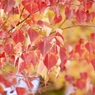 紅葉ハント６