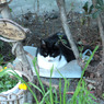 おざぶねこ