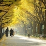 autumn for tokyoites 2020
