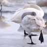 耐える若鳥