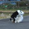 猫相撲