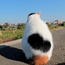 背中