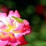 クツワムシと薔薇