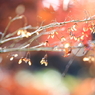 雨上がり♪