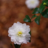 White Camellia