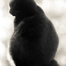 黒猫