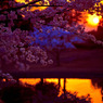 今年も見たいな桜色