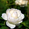 十花十香巡り：グラミスキャッスル
