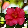 路傍の温もり(紅）
