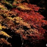 小国神社　2　紅葉