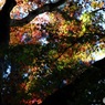 小国神社　4　紅葉