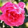 十花十香巡り：芳純