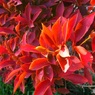 ドウダンツツジ 紅葉