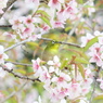 冬桜とメジロ