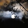 写真掌編：月の光を吸う蕾