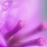 蕾