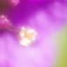 開花（ブーゲンビリア）