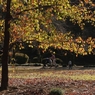 公園の秋　１２