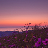 ＊ 夕焼け ＊