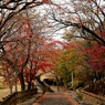 丹沢湖紅葉ロード②