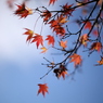 紅葉を狩る